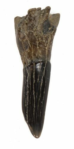 Cretaceous Sawfish (Ischyrhiza) Barb - Texas #42312